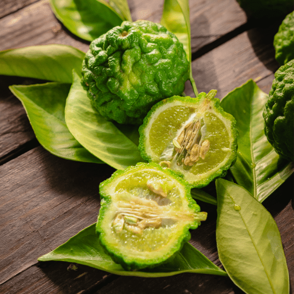 Kaffir Lime siciliano