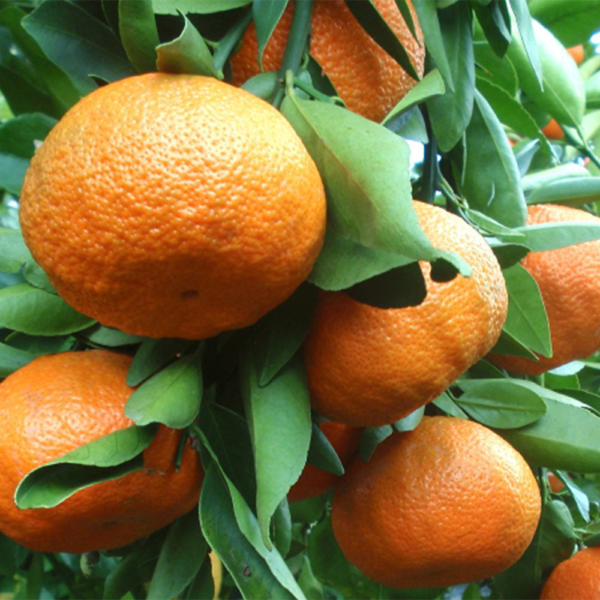 Clementine dell'Etna