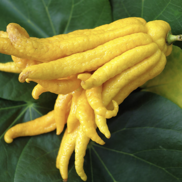 Cedro Mano di Buddha (Citrus medica digitata)